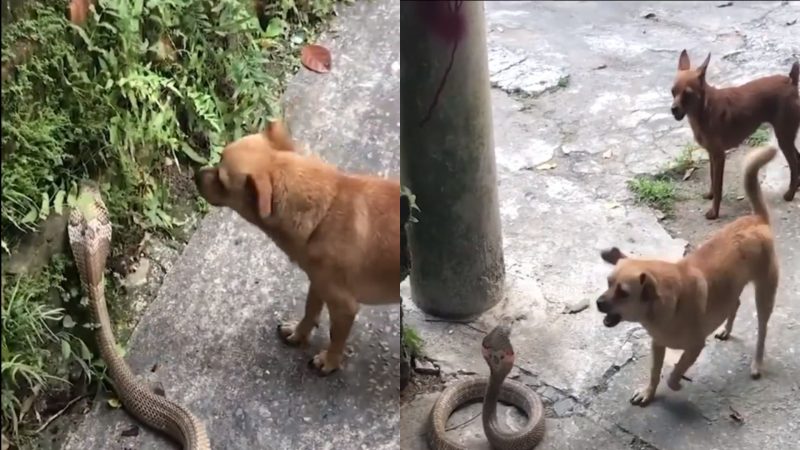 Cachorro e serpente irritada entram em luta sem fim