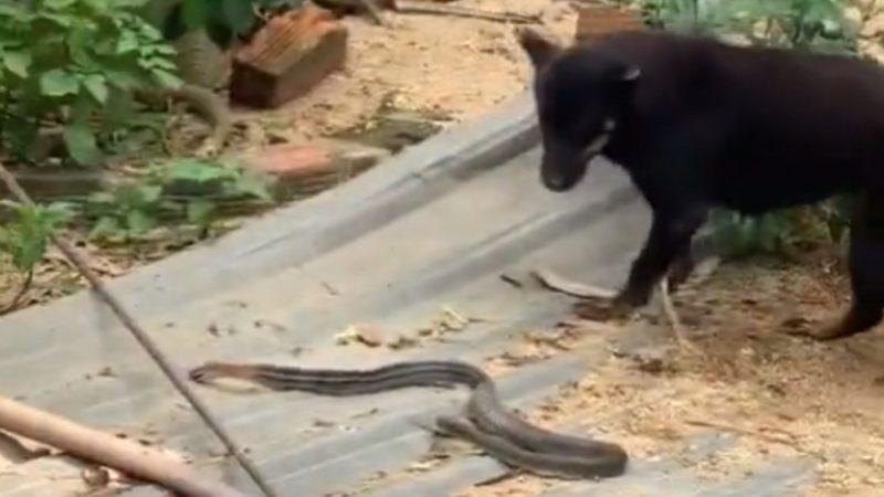 Depois de alguns minutos de duelo, a serpente j&aacute; n&atilde;o se mexia mais – Foto: Rede Social/Divulga&ccedil;&atilde;o/ND