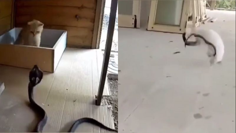 Gatos são filmados dando aula a cobras e vídeo viraliza