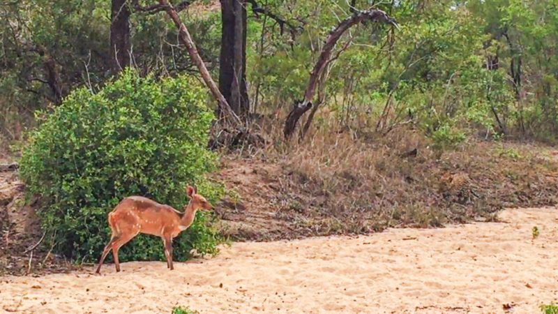 Leopardo caminha em direção ao antílope antes de atacá-lo 