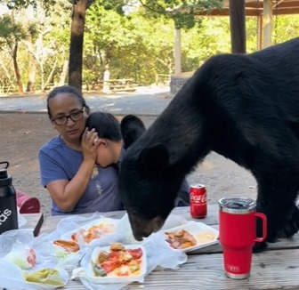 No registro é possível ver o urso comendo o lanche enquanto a família está completamente assustada 