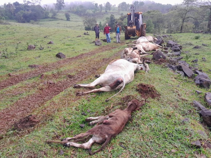 Cinco vacas e um bezerro morreram durante o temporal. 