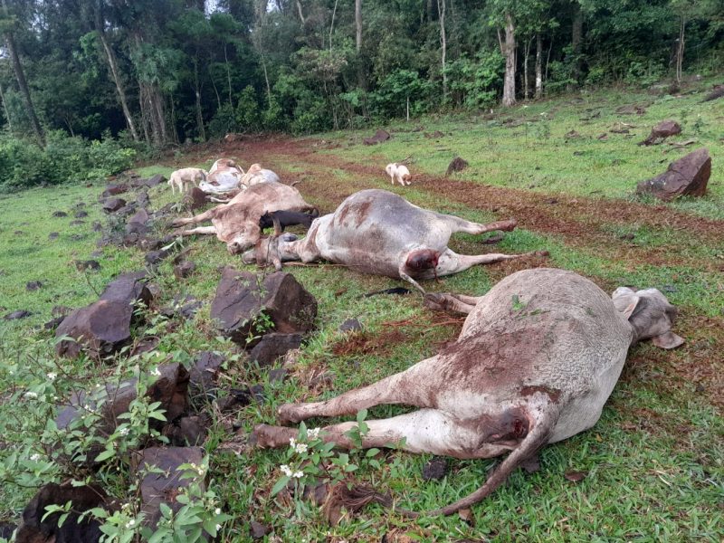 Os amimais morreram durante o temporal que atingiu o munic&iacute;pio na tarde de segunda-feira (4). – Foto: Prefeitura de Planalto Alegre/Reprodu&ccedil;&atilde;o/ND