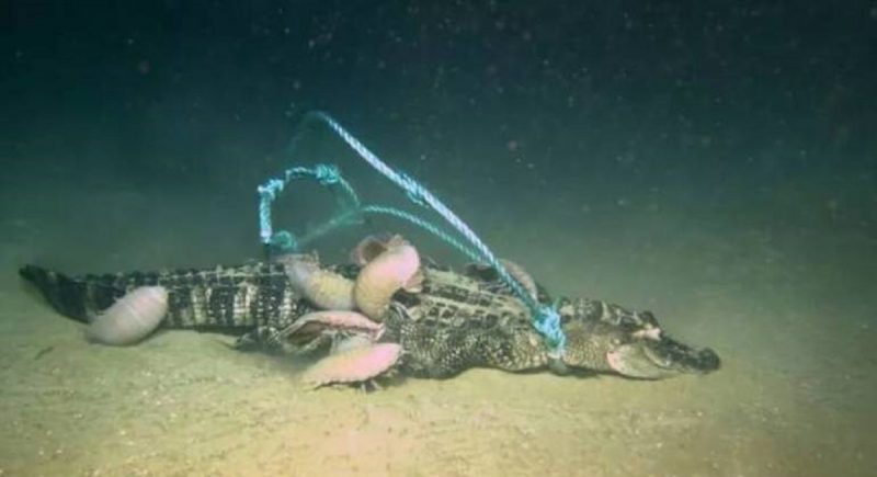 Cientistas falam sobre criaturas zumbis que devoram jacarés no fundo do mar