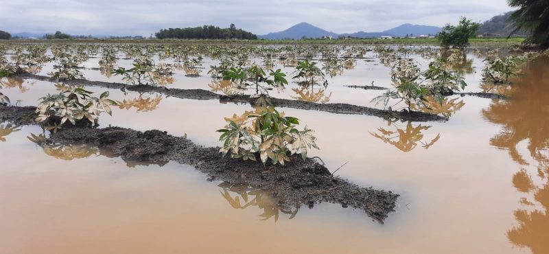 Planta&ccedil;&atilde;o foi afetada pela &aacute;gua – Foto: Reprodu&ccedil;&atilde;o/Tiago Etges