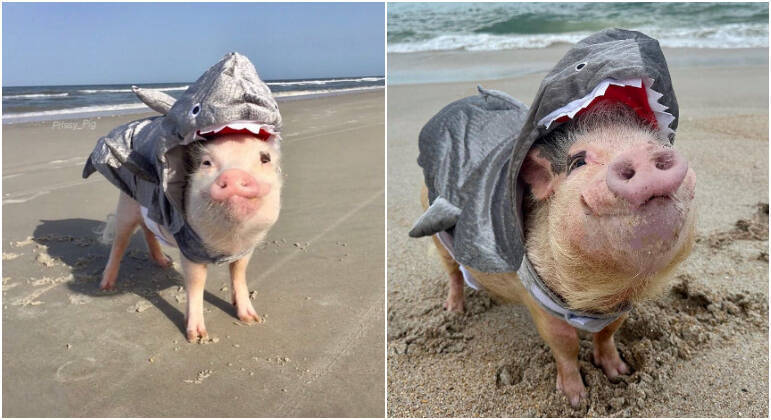 Relaxing on the beach is delicious, and not only people like it.  Dressed as sharks, Prissy, Pop and Penn often walk on the sand and play in the sea with their owners - Instagram/@prissy_pig/Reproduction/ND