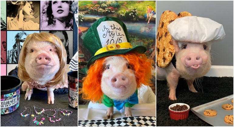 Prissy, Pop and Penn are three super cute pigs who have won the hearts of the internet over the years.  With over 660 thousand followers, these pigs, who have even given interviews, manage to dictate fashion on social networks with their looks inspired by celebrities and characters, and even give 