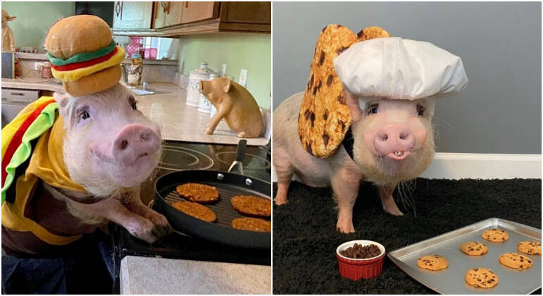 Is the pig cooking?  Apparently they are very good at making hamburgers and cookies.  The profile features similar games to show different types of animals - Instagram/@prissy_pig/Reproduction/ND