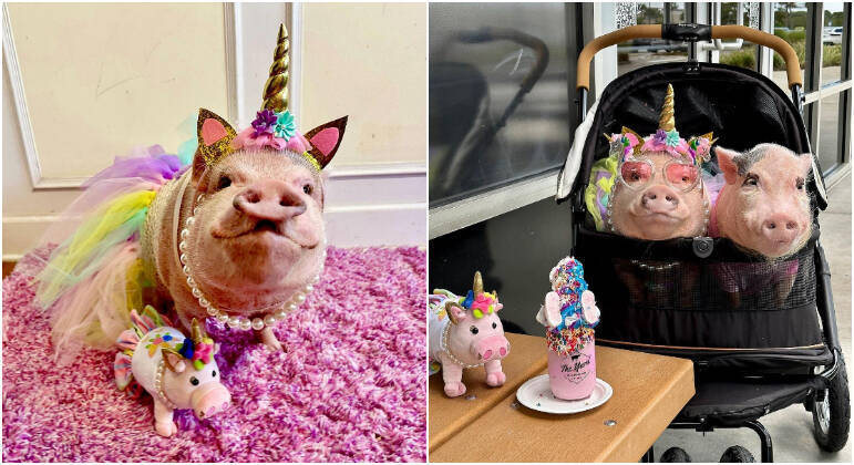The animals even have an online store that sells T-shirts, bags and cups. Miniature versions of the animals in unicorn costumes have already appeared in e-commerce and have been a huge success.  Many of these products claim that animals 