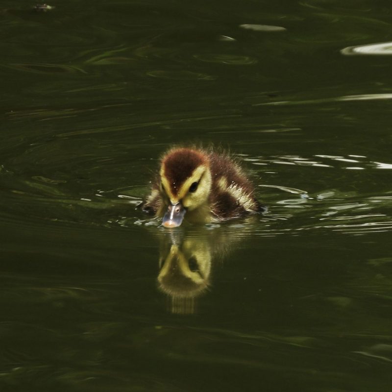 Todos lamentam a perda dos animais – Foto: @aves.daufsc/Instagram/Reprodu&ccedil;&atilde;o/ND