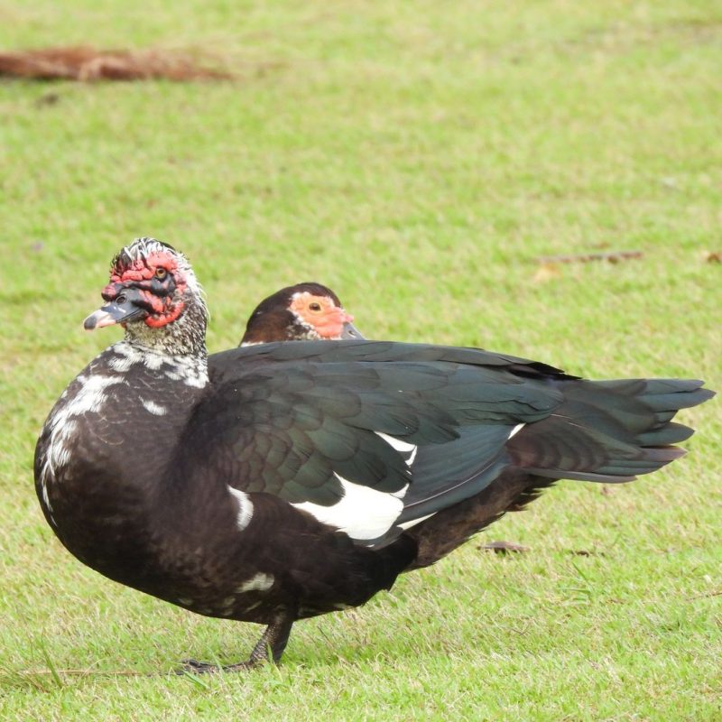 Agora, somente restaram tr&ecirc;s patas adultas – Foto: @aves.daufsc/Instagram/Reprodu&ccedil;&atilde;o/ND