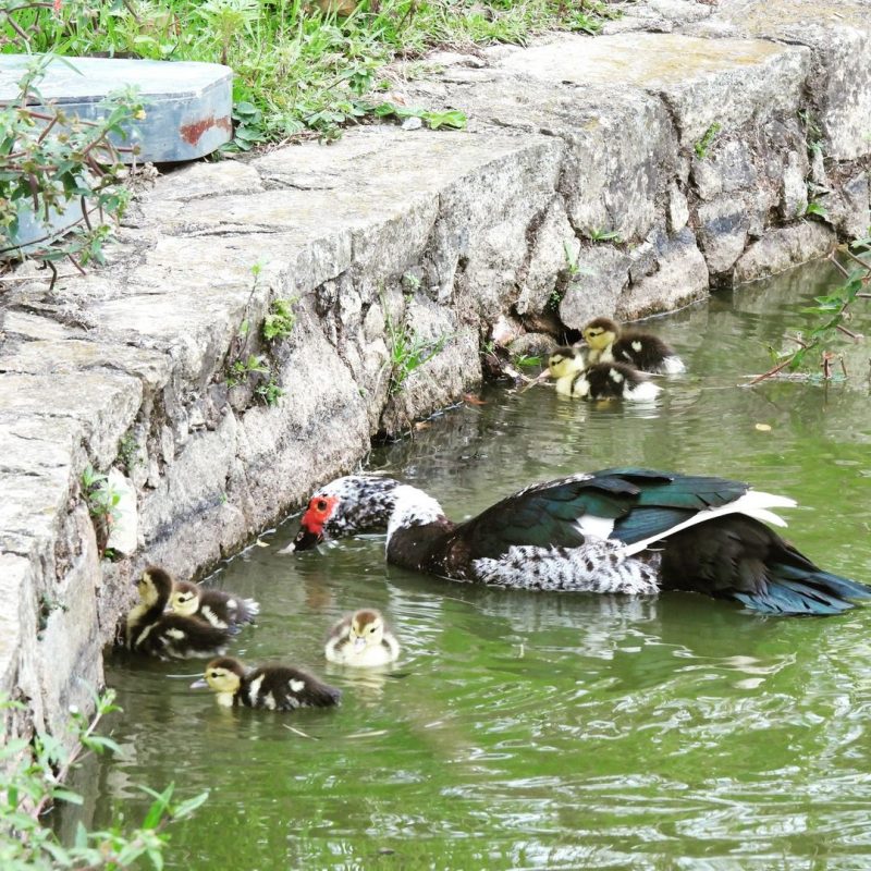 Patos acompanhavam a mam&atilde;e no cotidiano – Foto: @aves.daufsc/Instagram/Reprodu&ccedil;&atilde;o/ND