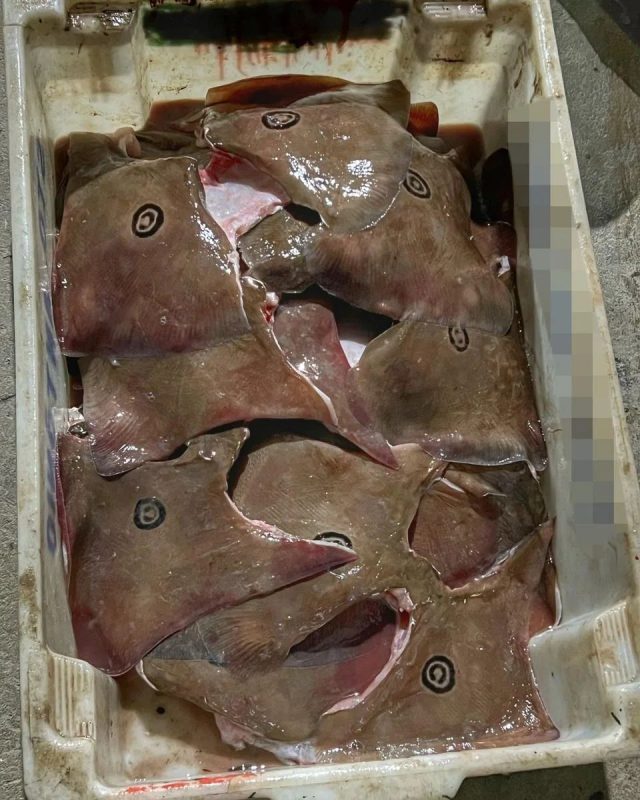 Animais est&atilde;o amea&ccedil;ados de extin&ccedil;&atilde;o – Foto: PMSC Ambiental/Reprodu&ccedil;&atilde;o/ND