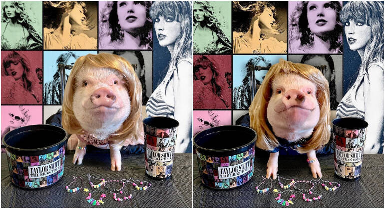 Prissy and Pop even said they are super fans of superstar Taylor Swift.  In the post, which Internet users found cute, the animals are wearing wigs, holding a drink cup, a popcorn bucket and bracelets - Instagram/@prissy_pig/Reproduction/ND