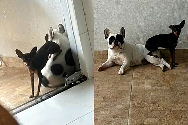 Cachorro é flagrado assistindo futebol sentado no sofá feito gente