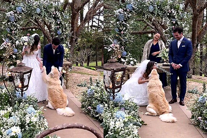 Cachorra recebe treinamento e vira dama de honra no casamento do tutor - Foto: @clickerensina/Instagram/Reprodução/ND