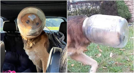 Rescuers tried to use food to attract the dog, but a plastic container stuck in it prevented the dog from smelling it. 