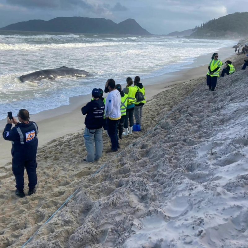 baleia encalhada na praia do morro das pedras