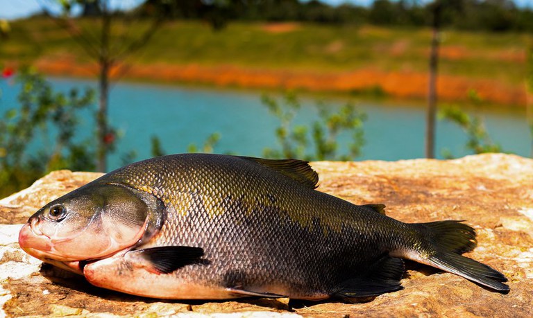 Tilapia on a rock in the sun after being caught 