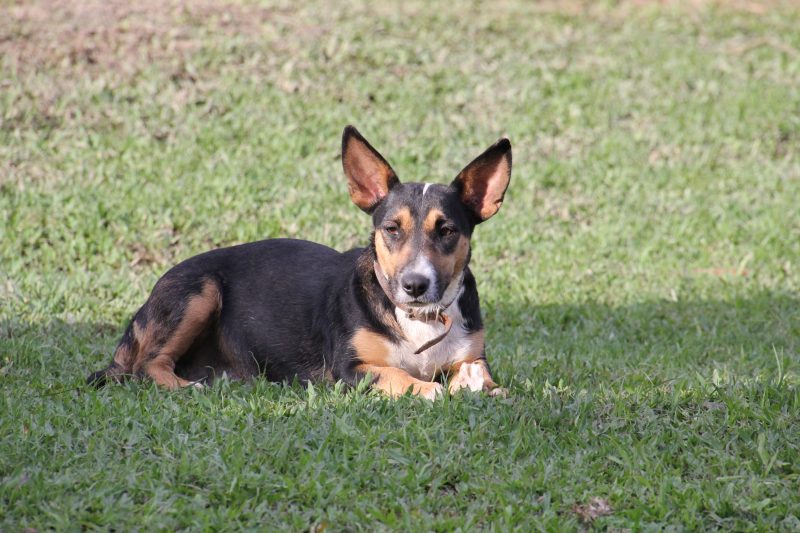 cachorro deitado na grama pegando sol; imagem ilustrativa para feira de adoção