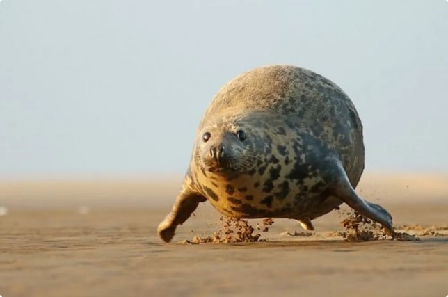 Photographer Adrian Slazok took a photo of a very cute seal.  He explains that in late autumn, seals leave the North Sea to give birth to their pups.  - Photo: Adrian Slazok/Comedy Wildlife Photography