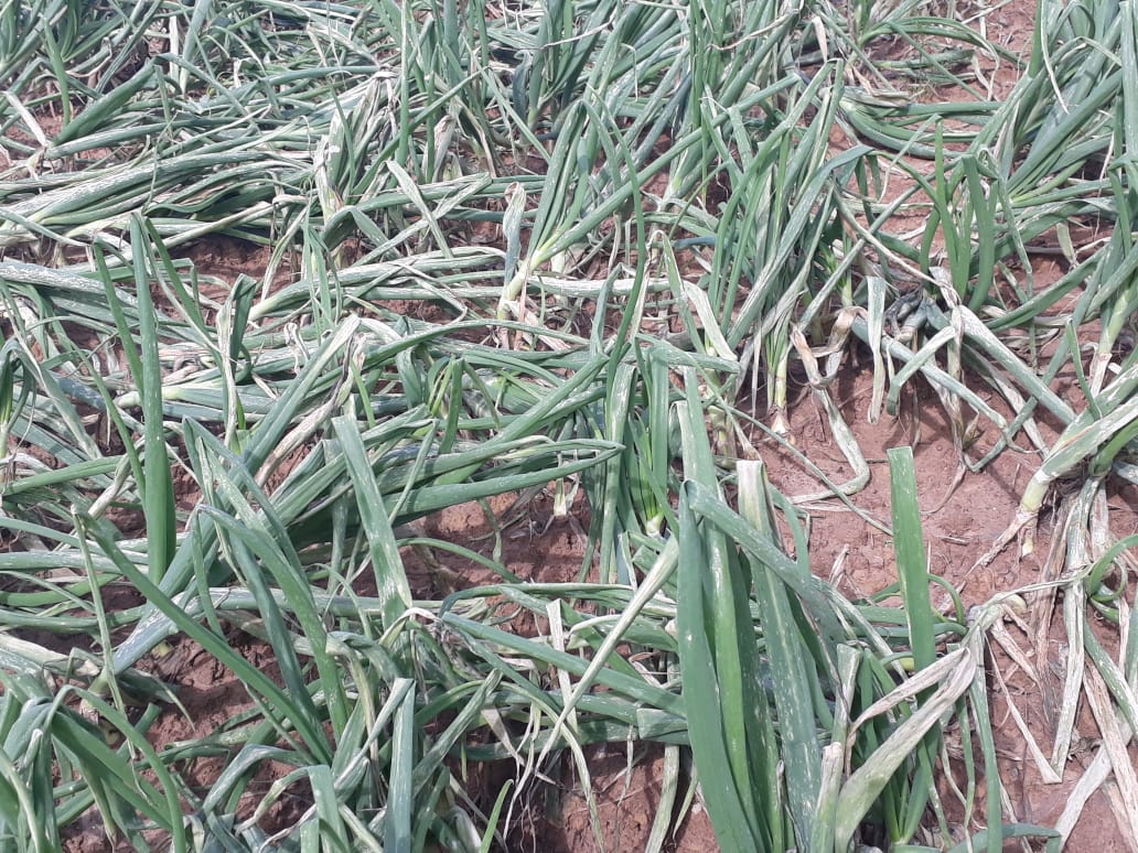 Plantação de cebola do Alto Vale danificada pelas cheias - Reprodução/ND