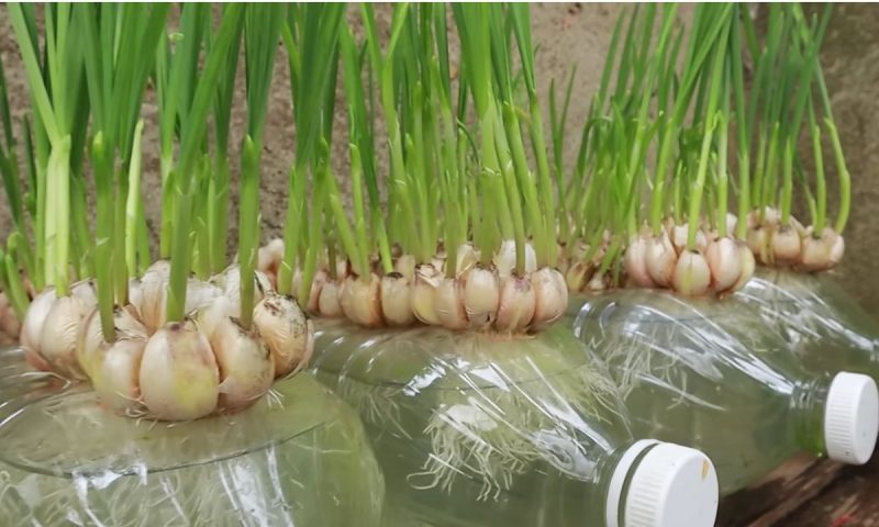 Alho em garrafa pet significa terapia, economia e tempero em casa – Foto: Reprodu&ccedil;&atilde;o