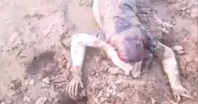 Animal foi encontrado em decomposição