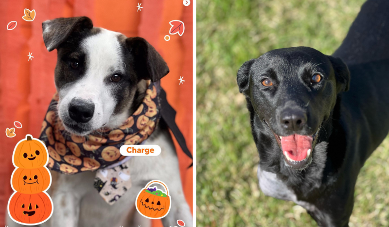 Bandana de Halloween para Cachorros Abóbora