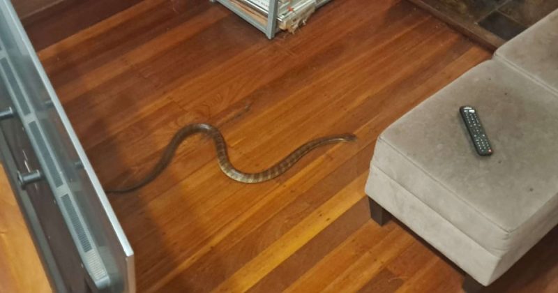 Encontro com cobra foi traumático 