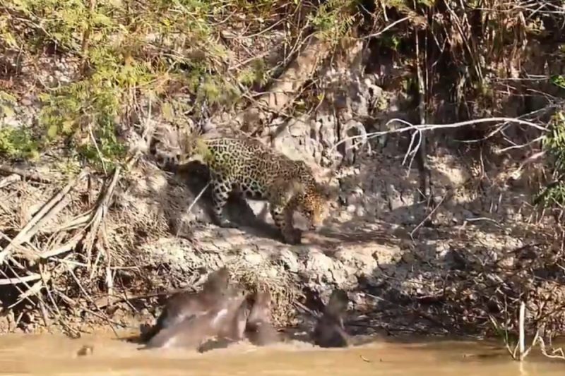 Ariranhas botam on&ccedil;a “para correr” no Pantanal – Foto: Reprodu&ccedil;&atilde;o/Redes Sociais/ND