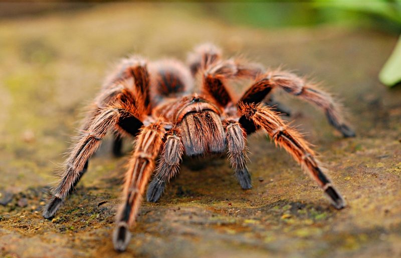 Mulher se assustou ao ver a aranha em seu colo e saltou do ve&iacute;culo&nbsp; (imagem ilustrativa) – Foto: Pixabay/Divulga&ccedil;&atilde;o/ND
