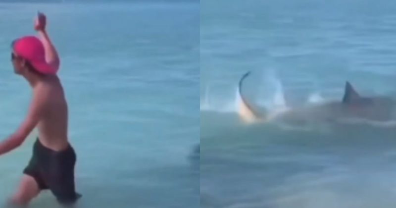 Tubarão estava próximo do homem