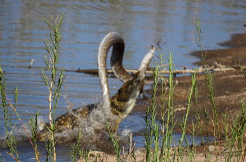 Crocodilo jogou a cobra para facilitar a refeição