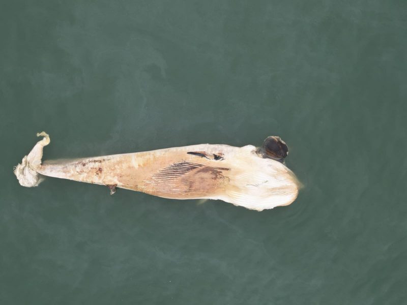 Baleia gigante é da espécie baleia-de-Bryde