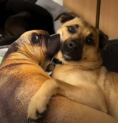 Cachorro viraliza na internet após reação inusitada com o novo morador - Foto: Internet/Reprodução/ND