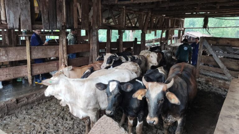 Fiscaliza&ccedil;&atilde;o aconteceu em uma propriedade rural – Foto: Reprodu&ccedil;&atilde;o/Governo de SC