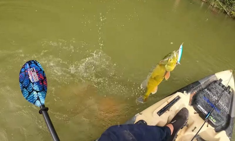 Imagem flagra a aproxima&ccedil;&atilde;o do ca&ccedil;ador oportunista para pegar o peixe fisgado – Foto: Reprodu&ccedil;&atilde;o