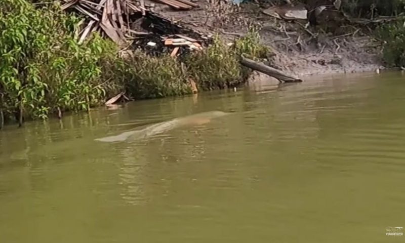 Boto se joga feito míssil para capturar tucunaré que havia sido fisgado