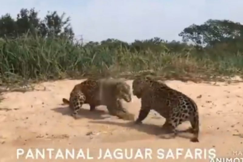 Jaguars fight on the banks of the Cuiaba River.