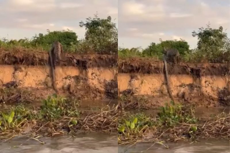 On&ccedil;a arrastou cobra barranco acima – Foto: Reprodu&ccedil;&atilde;o/Redes Sociais/ND