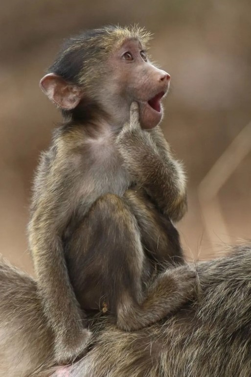 And this young baboon sitting on his mother's back is acting cute?  A hilarious scene recorded in South Africa by Brigitte Alcalay Marcon.  - Photo: Brigitte Alcalay Marcon/Comedy Wildlife Photography