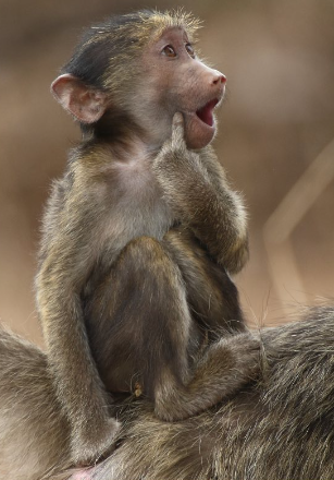 Concurso de fotografias divulga diversas fotos de espécies de animais selvagens - Foto: Brigitte Alcalay Marcon/Reprodução/ND