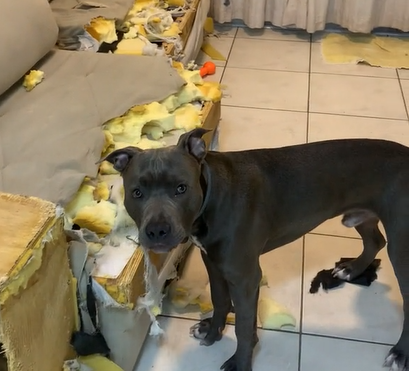 Bruce um jovem Pit bull resolveu que o sofá de sua casa precisava de um 'glow up' - Foto: Brucepitamerican/Reprodução/ND