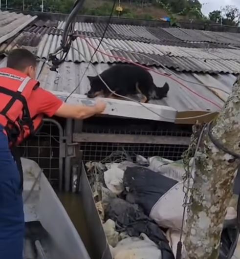 O cachorro ficou preso em cima do telhado quando foi resgatado com a ajuda de bombeiros na tarde desta segunda-feira (9) 