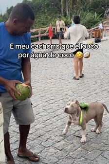 O flagrante do Pit Bull bebendo água de coco surpreendeu os internautas 