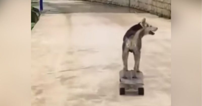 Cão em cima de um skate