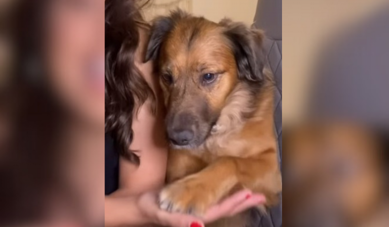 Cachorro dando a patinha para a tutora