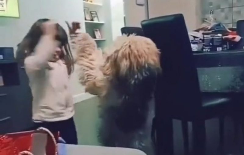 Cachorro 'pé de valsa' ajuda criança a ensaiar coreografia da escola