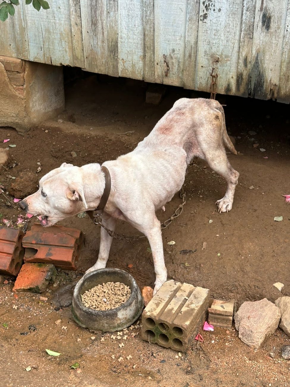 The dogs were found locked on short chains, without food or water - Civil Police/ND Reproduction
